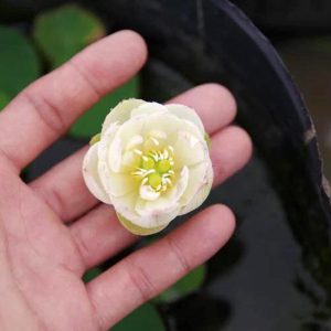 Gói 5 Hạt Giống Hoa Sen Nhật Mini mix Nhiều Màu - hạt mới nảy mầm cực chuẩn - kèm hướng dẫn trồng - NanuSeeds - Thế Giới Rau Mầm shop