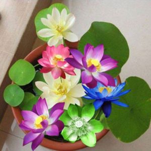 Gói 5 Hạt Giống Hoa Sen Nhật Mini mix Nhiều Màu - hạt mới nảy mầm cực chuẩn - kèm hướng dẫn trồng - NanuSeeds - Thế Giới Rau Mầm shop