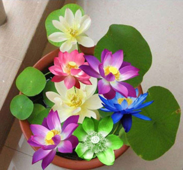 Gói 5 Hạt Giống Hoa Sen Nhật Mini mix Nhiều Màu - hạt mới nảy mầm cực chuẩn - kèm hướng dẫn trồng - NanuSeeds - Thế Giới Rau Mầm shop