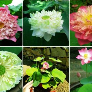 Gói 5 hạt giống sen mini Nhật màu XANH LÁ