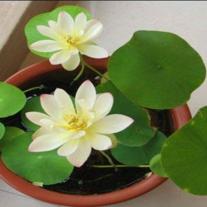 Gói 5 hạt giống sen mini nhật Mix màu