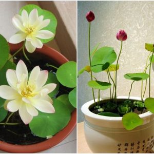 Gói 5 hạt giống sen mini Nhật màu Cam