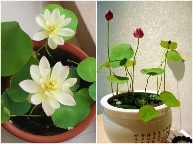 Gói 5 Hạt Giống Hoa Sen Nhật Mini mix Nhiều Màu - hạt mới nảy mầm cực chuẩn - kèm hướng dẫn trồng - NanuSeeds - Thế Giới Rau Mầm shop