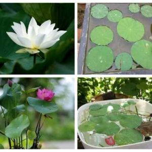 Gói 5 hạt giống sen mini Nhật màu HỒNG NHẠT