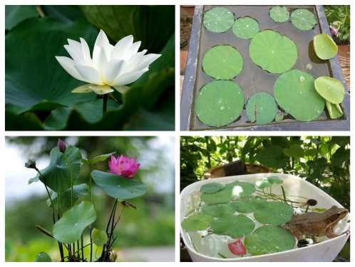 Gói 5 Hạt Giống Hoa Sen Nhật Mini mix Nhiều Màu - hạt mới nảy mầm cực chuẩn - kèm hướng dẫn trồng - NanuSeeds - Thế Giới Rau Mầm shop