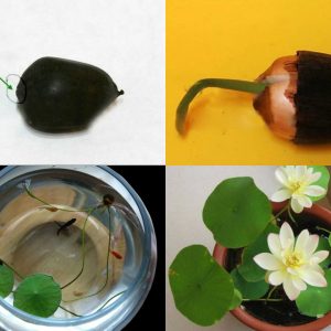 Gói 5 Hạt Giống Hoa Sen Nhật Mini mix Nhiều Màu - hạt mới nảy mầm cực chuẩn - kèm hướng dẫn trồng - NanuSeeds - Thế Giới Rau Mầm shop