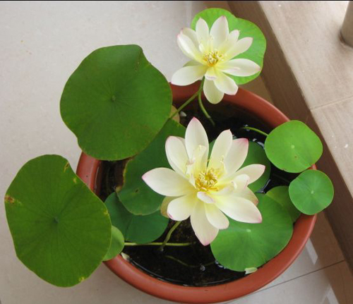 Gói 5 Hạt Giống Hoa Sen Nhật Mini mix Nhiều Màu - hạt mới nảy mầm cực chuẩn - kèm hướng dẫn trồng - NanuSeeds - Thế Giới Rau Mầm shop