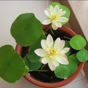 Gói 5 hạt giống sen mini Nhật màu TRẮNG