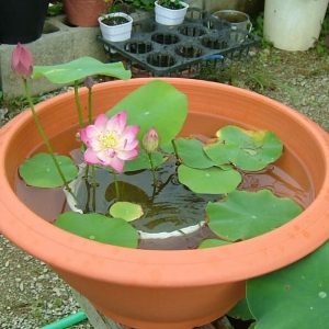 Gói 5 Hạt Giống Hoa Sen Nhật Mini mix Nhiều Màu - hạt mới nảy mầm cực chuẩn - kèm hướng dẫn trồng - NanuSeeds - Thế Giới Rau Mầm shop