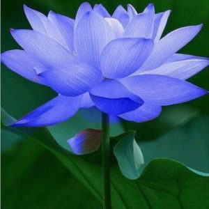 Gói 5 hạt giống sen mini Nhật màu ĐỎ