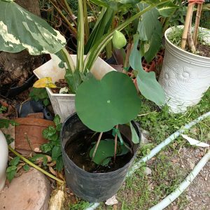 [Chỉ giao hoả tốc] Chậu cây giống hoa sen sữa dừa màu trắng nhuỵ xanh