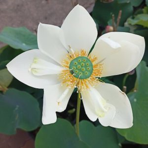 [Chỉ giao hoả tốc] Chậu cây giống hoa sen sữa dừa màu trắng nhuỵ xanh