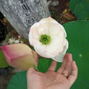 Chậu cây sen Super Lotus giống siêu bông và lâu tàn