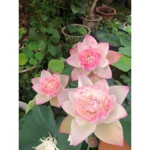 Chậu cây sen Super Lotus giống siêu bông và lâu tàn