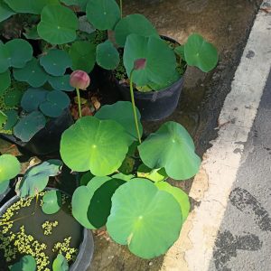 Chậu cây sen Super Lotus giống siêu bông và lâu tàn