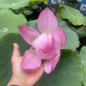 Chậu cây hoa Sen Ta rất thơm và siêng bông