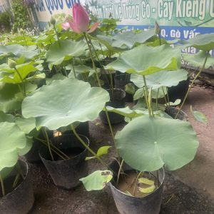 Chậu cây hoa Sen Ta rất thơm và siêng bông