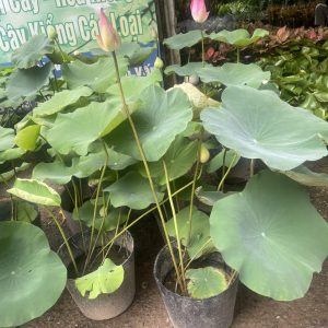 Chậu cây hoa Sen Ta rất thơm và siêng bông