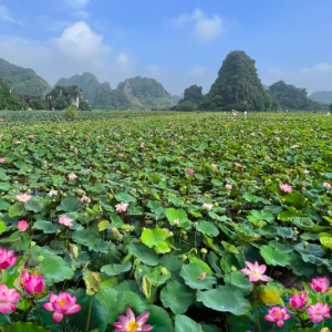 Chậu cây hoa Sen Ta rất thơm và siêng bông