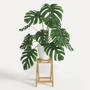 Combo 10 hạt giống cây monstera tỉ lệ nảy mầm 90%