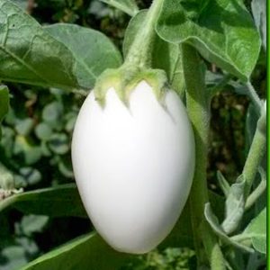 Gói 0.2GR hạt giống Cà Trứng Ngỗng