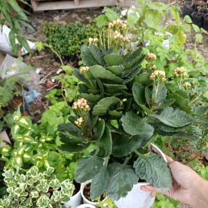 Sống đời cây lớn giao cây cao khoảng 40-45cm đang nụ màu hoa ngẫu nhiên