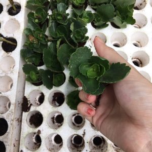 Combo 10 cây hoa Sống Đời cánh Kép giống Thái cấy mô, hoa có màu vàng và màu đỏ