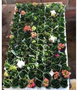 Combo 10 cây hoa Sống Đời cánh Kép giống Thái cấy mô, hoa có màu vàng và màu đỏ