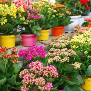 Sống đời cây lớn giao cây cao khoảng 40-45cm đang nụ màu hoa ngẫu nhiên