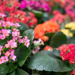 Sống đời cây lớn giao cây cao khoảng 40-45cm đang nụ màu hoa ngẫu nhiên