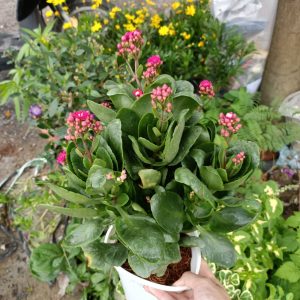 Sống đời cây lớn giao cây cao khoảng 40-45cm đang nụ màu hoa ngẫu nhiên