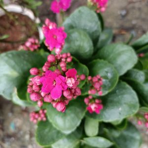 Sống đời cây lớn giao cây cao khoảng 40-45cm đang nụ màu hoa ngẫu nhiên