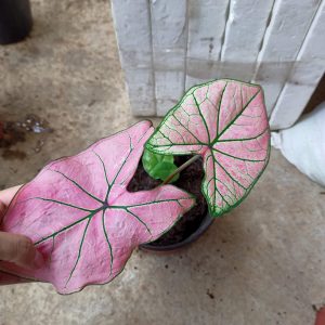 Cây kiểng lá Caladium Strawberry Star - Môn kem dâu tây