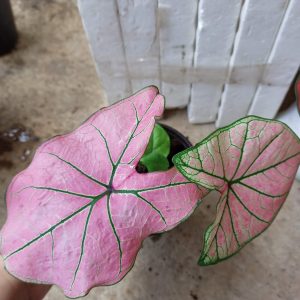 Cây kiểng lá Caladium Strawberry Star - Môn kem dâu tây