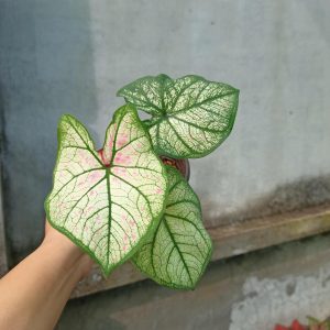 Cây kiểng lá Caladium Strawberry Star - Môn kem dâu tây