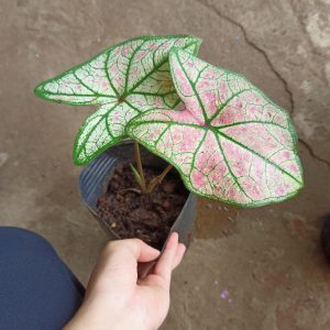 Cây kiểng lá Caladium Strawberry Star - Môn kem dâu tây