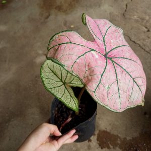 Cây kiểng lá Caladium Strawberry Star - Môn kem dâu tây
