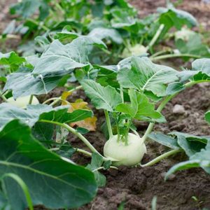 Gói 2g hạt giống su hào