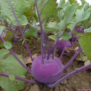 GÓI 2GR HẠT GIỐNG SU HÀO TÍM VIENNA