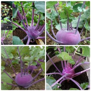 GÓI 2GR HẠT GIỐNG SU HÀO TÍM VIENNA