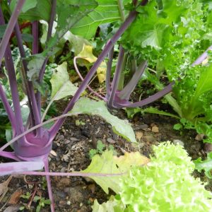 GÓI 2GR HẠT GIỐNG SU HÀO TÍM VIENNA