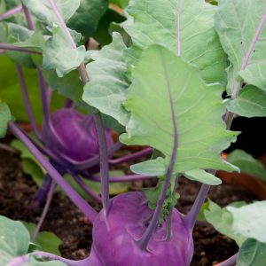 GÓI 2GR HẠT GIỐNG SU HÀO TÍM VIENNA