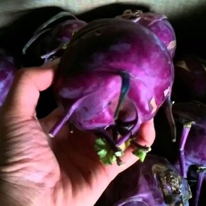 GÓI 2GR HẠT GIỐNG SU HÀO TÍM VIENNA