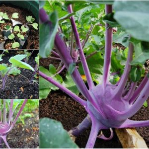 GÓI 2GR HẠT GIỐNG SU HÀO TÍM VIENNA