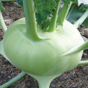 Gói 2g hạt giống su hào