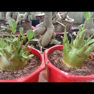 Cây giống sứ Kim Tự Tháp sắp hoa - Cây nguyên bản gieo từ hạt nhập Thái, trồng khoảng 1 tháng bắt đầu cho hoa