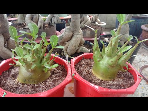 su-kim-tu-thap-1-40f9cf75-ae8a-454d-84d7-5493254ff6ed Cây giống sứ Kim Tự Tháp sắp hoa - Cây nguyên bản gieo từ hạt nhập Thái, trồng khoảng 1 tháng bắt đầu cho hoa