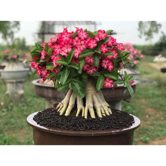 Cây sứ kim tự tháp - Giao cây như hình