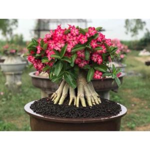 Cây sứ kim tự tháp - Giao cây như hình