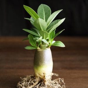 Cây sứ kim tự tháp - Giao cây như hình